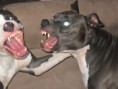 /album/photogallery/dogs-019-jpg/